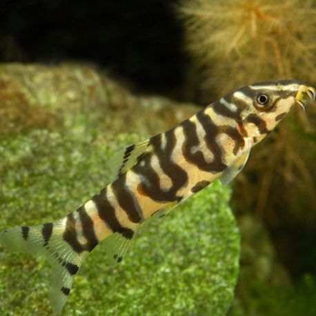 Botia Lohachata - mangeurs d'escargots 4-6cm     