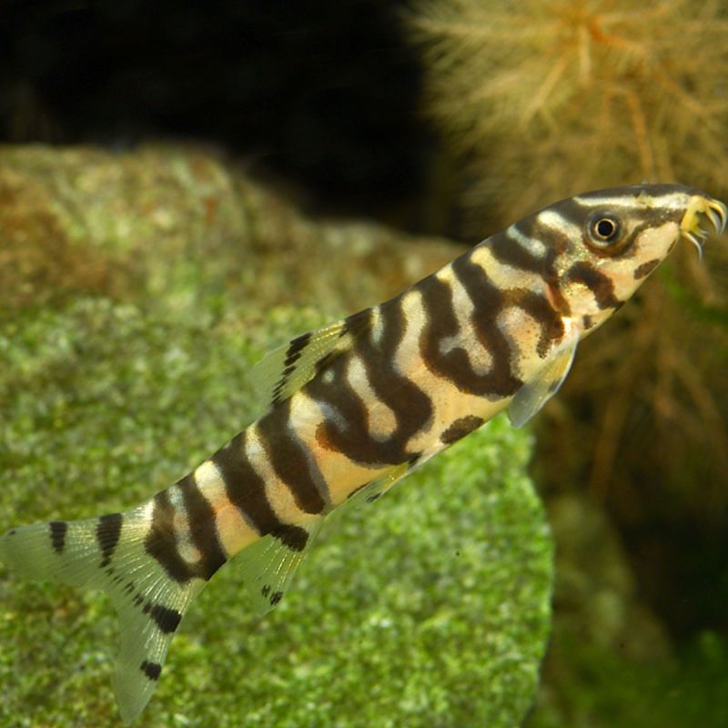Poisson Mangeur D Escargot Aquarium Eau Douce