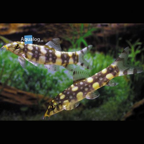 Botia Kubotai 5-6cm - mangeurs d'escargots