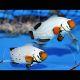Amphiprion Ocellaris "Frostbite" 3-4 cm