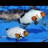 Amphiprion Ocellaris "Frostbite" 3-4 cm (lot de 2)