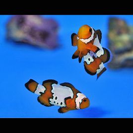 Amphiprion Ocellaris "Bullethole" 2-3 cm