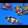 Amphiprion Ocellaris "Bullethole" 2-3 cm