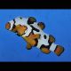 Amphiprion Percula "Picasso Premium" 4-6 cm 74,50 €