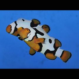 Amphiprion Percula "Picasso Premium" 4-6 cm