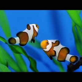 Amphiprion Ocellaris "Gladiator" 3-4 cm