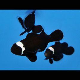 Amphiprion Ocellaris "Black Misbar" 3-5 cm (Lot de 2)