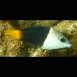 Hemigymnus melapterus 8-10 cm