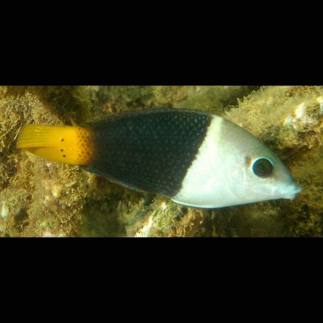 Hemigymnus melapterus 8-10 cm 46,00 €