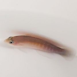 Pseudochromis cyanotaenia mâle