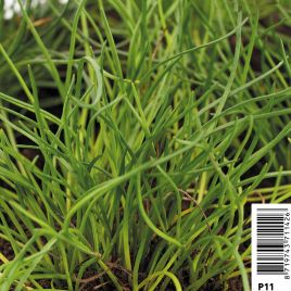 Littorella Uniflora - Littorelle à une fleur 2,30 €