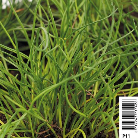 Littorella Uniflora -  Littorelle à une fleur