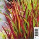 Imperata Red Baron - Herbe à sang japonaise 2,29 €