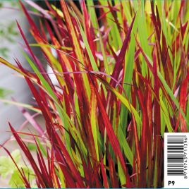 Imperata Red Baron - Herbe à sang japonaise Plantes de bassin I 2,29 €
