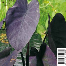Colocasia rubra ' Black Magic' - Chou-chine 2,95 €