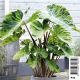 Colocasia rubra ' Mojito' - Chou-chine pot 18 x 18cm Plantes de bassin C 12,00 €