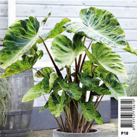 Colocasia rubra ' Mojito' - Chou-chine pot 18 x 18cm Plantes de bassin C 12,00 €