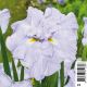 Iris ensata Dinner Plate Ice Cream - Iris japonais Plantes de bassin I 6,00 €