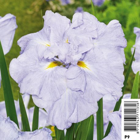 Iris ensata Dinner Plate Ice Cream - Iris japonais Plantes de bassin I 6,00 €