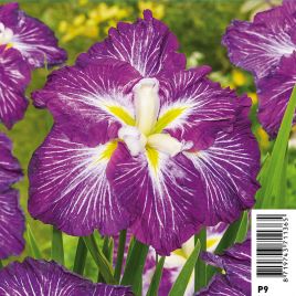 Iris ensata Dinner Plate Cheese Jell-O - Iris japonais Plantes de bassin I 6,00 €