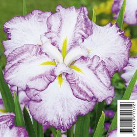 Iris ensata Dinner Plate Tiramisu - Iris japonais Plantes de bassin I 6,00 €