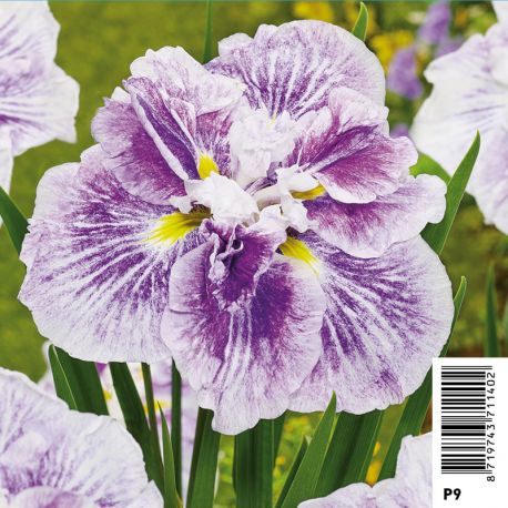 Iris ensata Dinner Plate Cheese Cake - Iris japonais Plantes de bassin I 6,00 €