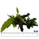 Racines garnies avec Microsorium-Anubias et mousse de Java 15cm environ. 22,50 €