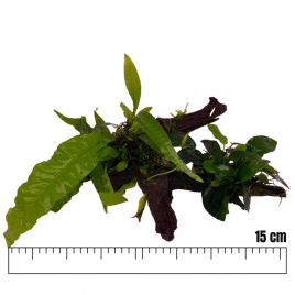 Racines garnies avec Microsorium-Anubias et mousse de Java 15cm environ.