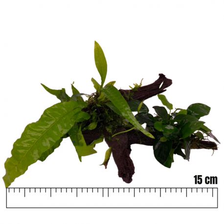 Racines garnies avec Microsorium-Anubias et mousse de Java 15cm environ.