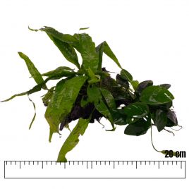 Racines garnies avec plantes Microsorium-Anubias et mousse de Java 20cm environ. 29,50 €