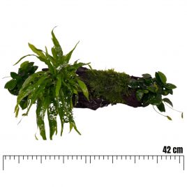 Racines garnies avec plantes Microsorium & Anubias et mousse de Java 40cm environ.