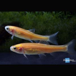 Vairons dorés-Pimephales Promelas 4-5 cm lot de 3