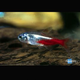 Paracheirodon Innesi Diamant (Néons Diamant)