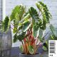 Colocasia Hawaiian punch - Chou-chine pot 18 x 18cm Plantes de bassin C 12,00 €