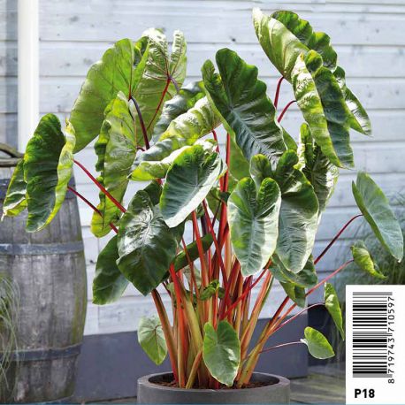 Colocasia Hawaiian punch - Chou-chine pot 18 x 18cm 12,00 €