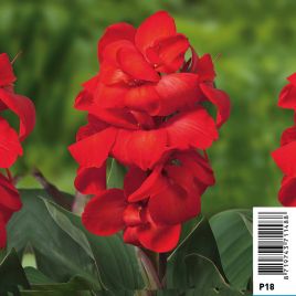 Canna Carmen pot 18 x 18cm Plantes de bassin C 12,00 €