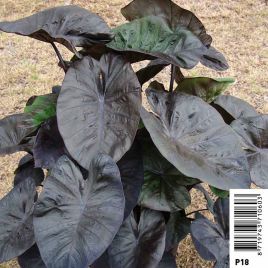 Colocasia Kona coffee - chou de chine pot 18 x 18cm