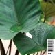 Colocasia Tea cup - chou de chine pot 18 x 18cm Plantes de bassin C 12,00 €