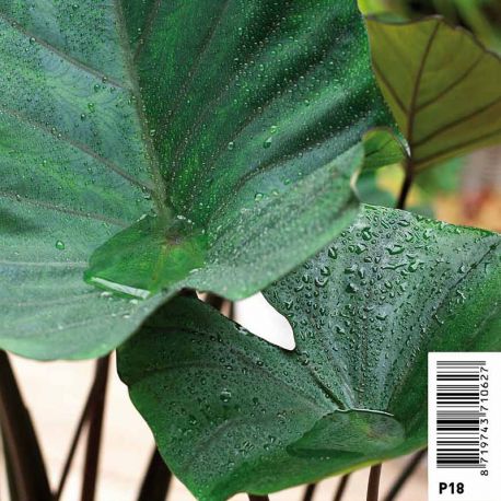 Colocasia Tea cup - chou de chine pot 18 x 18cm Plantes de bassin C 12,00 €