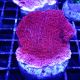 Bouture Montipora Foliosa red