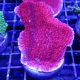 Bouture Montipora Foliosa red