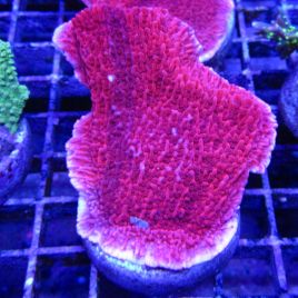 Bouture Montipora Foliosa red