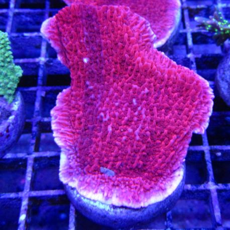Bouture Montipora Foliosa red