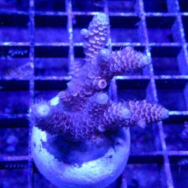 Bouture Acropora millepora rose 19,50 €