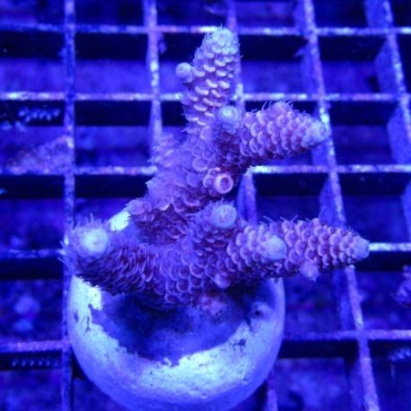 Bouture Acropora millepora rose 19,50 €