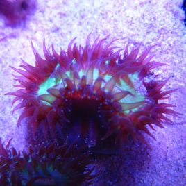 Heteropsammia