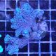 Bouture Seriatopora Calendreum bleu 6-8 cm