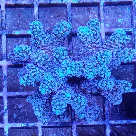 Bouture Seriatopora Calendreum bleu 6-8 cm