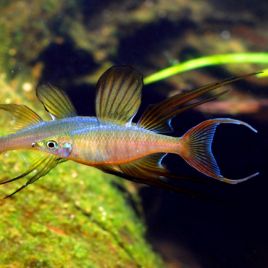 Iriatherina Werneri - poisson arc-en-ciel 