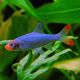 Sawbwa Resplendens 3 cm